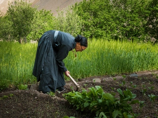 Traditional Farming
