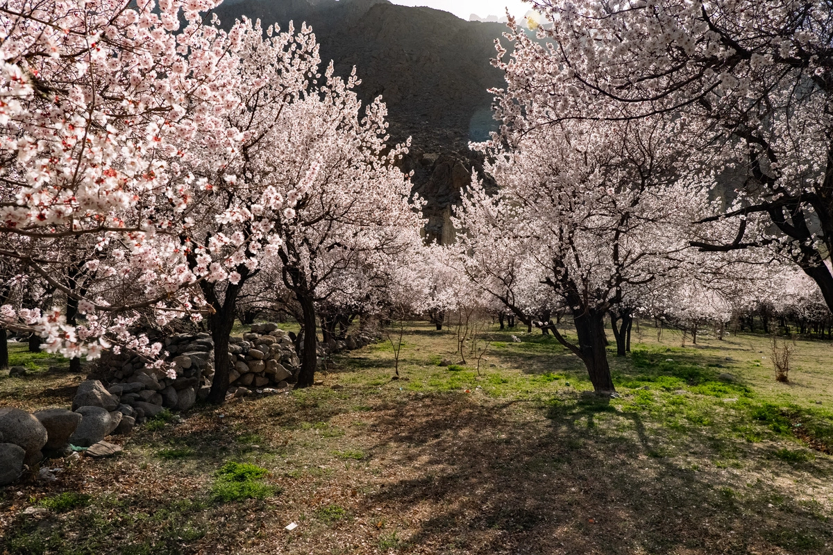Apricot Blossoms