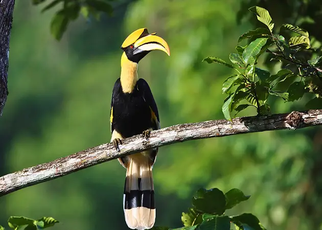 Birdwatching
