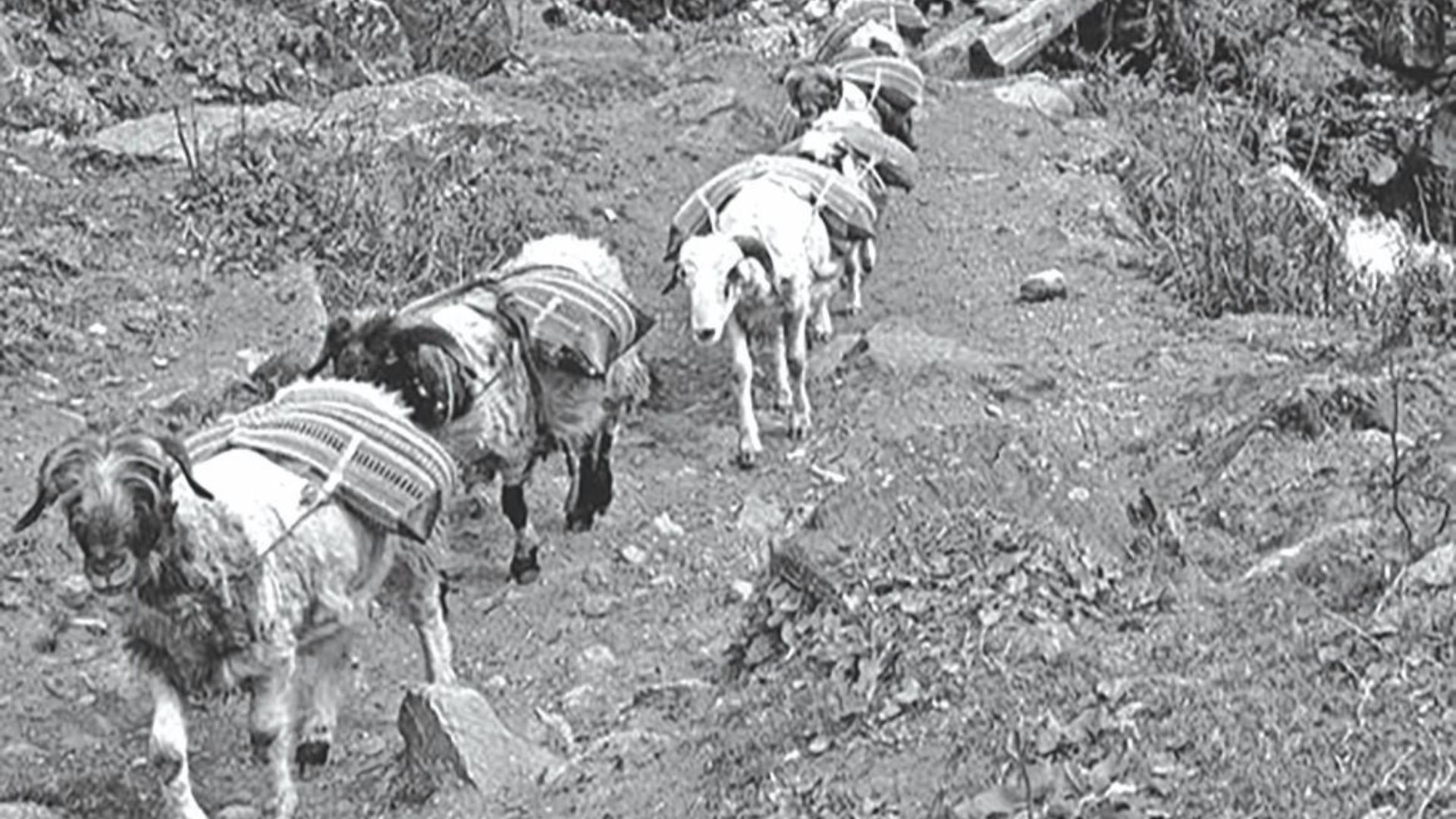 Sheep carrying salt packed in traditional sacks known as “Nual”