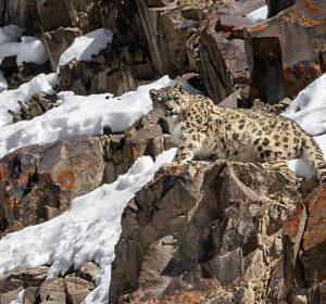 Snow leopard in Kurambik Village, Ladakh
