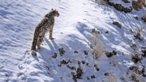 Snow leopard habitat near Shang Village in Ladakh with rugged mountain slopes overlooking the Markha Valley Trek route