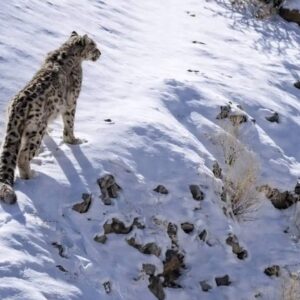 Snow leopard habitat near Shang Village in Ladakh with rugged mountain slopes overlooking the Markha Valley Trek route