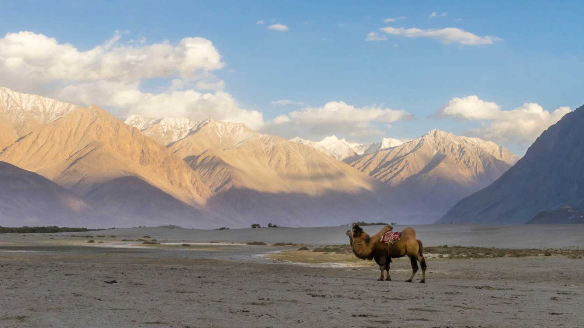 Bactrian camels in Nubra Valley, once part of Silk Route trade