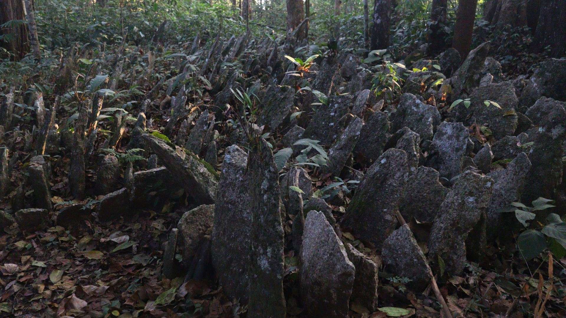 Ancient sacred monoliths in Chongkhongsal Sacred Forest, Umswai Valley, Assam, representing the ancestral heritage of the Hill Tiwa community