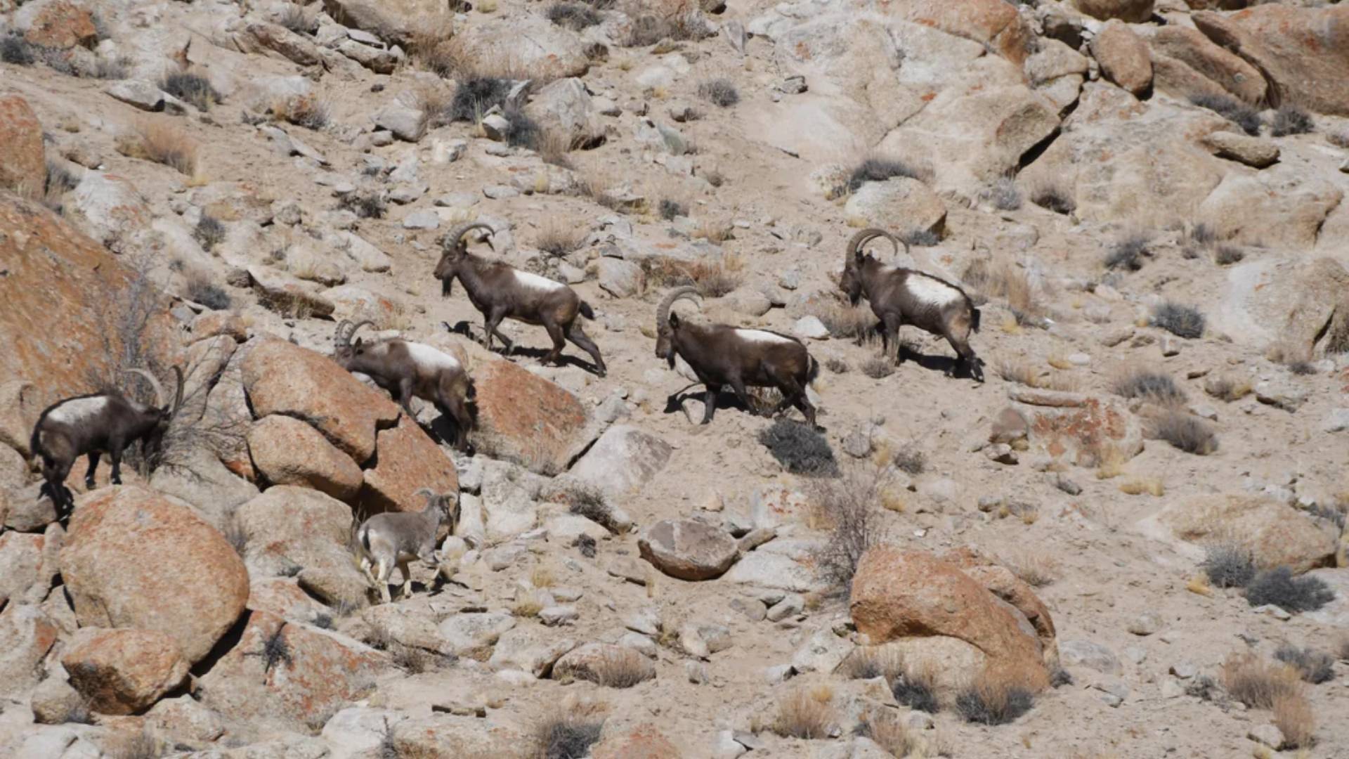 Pidmo Wildlife Sighting Experience